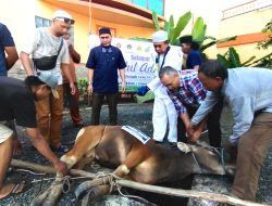 PWI Kalsel Sembelih Tiga Ekor Sapi Kurban Di Momen Idul Adha 1446 H,  Dibagikan kepada Insan Pers dan Warga