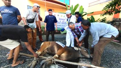 PWI Kalsel Sembelih Tiga Ekor Sapi Kurban Di Momen Idul Adha 1446 H,  Dibagikan kepada Insan Pers dan Warga