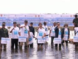 KLH Bersama Kelompok Tani Hutan Tambak Sabalai Menanam Mangrove di Kabupaten Tanah Laut