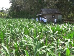 DPP FKPWK Apresiasi Ketahanan Pangan Berbasis Masyarakat DPC Hulu Sungai Selatan: Jadi Percontohan Daerah