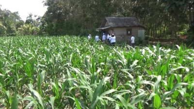 DPP FKPWK Apresiasi Ketahanan Pangan Berbasis Masyarakat DPC Hulu Sungai Selatan: Jadi Percontohan Daerah