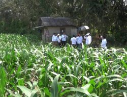 DPC FKPWK Hulu Sungai Selatan Kembangkan Budidaya Jahe: Alternatif Ekonomi Warga untuk Lawan Tambang