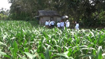 DPC FKPWK Hulu Sungai Selatan Kembangkan Budidaya Jahe: Alternatif Ekonomi Warga untuk Lawan Tambang