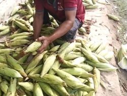 DPC FKPWK HSS Kembali Panen Jagung, Hasil Memuaskan dan Buka Peluang Ekonomi
