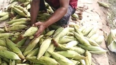 DPC FKPWK HSS Kembali Panen Jagung, Hasil Memuaskan dan Buka Peluang Ekonomi