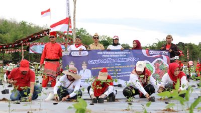 Semarakan HUT Kalsel Ke-75 Dan RI Ke-80, Dinas Pertanian Tanam 50 Ribu Bibit Lombok Di Bukit Merangkul