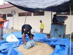UPB Lingkup TPH Kalsel Tingkatkan Produksi Benih Padi Bermutu