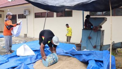 UPB Lingkup TPH Kalsel Tingkatkan Produksi Benih Padi Bermutu