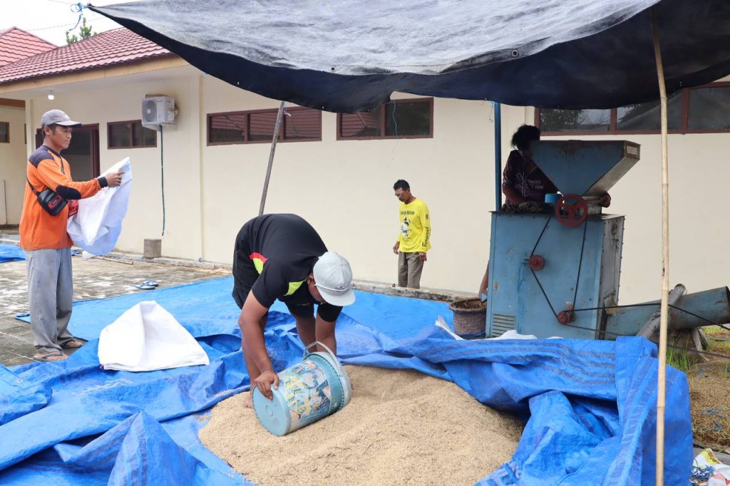 UPB Lingkup TPH Kalsel Tingkatkan Produksi Benih Padi Bermutu