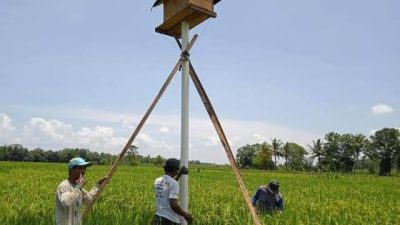 Cegah Hama Tikus, BPTPH Kalsel Kenalkan Konsep Rumah Burung Hantu