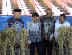 Padi Apung dan Kampung Haruan Jadi Andalan Kalsel Kendalikan Inflasi