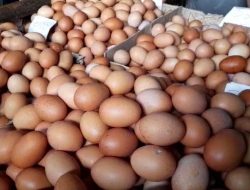 Program Makan Bergizi Gratis Dongkrak Permintaan Hintalu