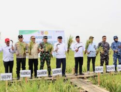 Panen Raya di Barito Kuala, Kalsel Tegaskan Status Lumbung Pangan Regional