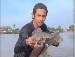 Viral Iwak Sapu-Sapu di Sungai Banjarmasin! Ancaman Serius gasan Ekosistem Lokal