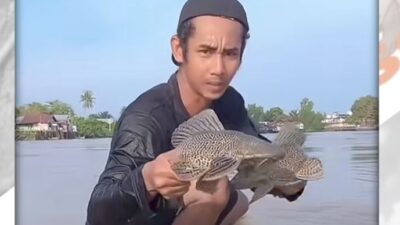 Viral Iwak Sapu-Sapu di Sungai Banjarmasin! Ancaman Serius gasan Ekosistem Lokal