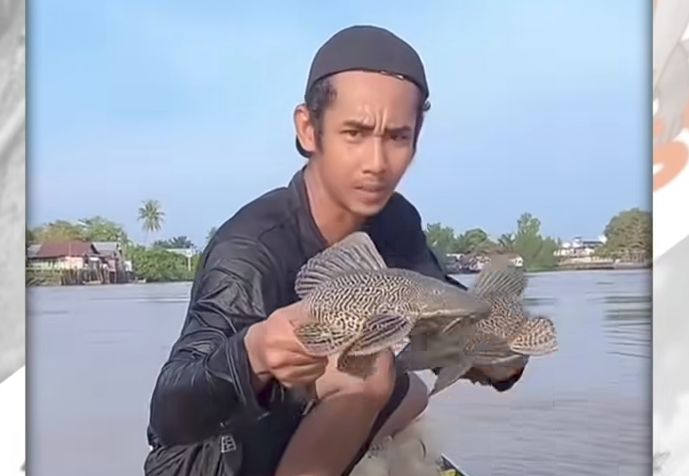 Viral Iwak Sapu-Sapu di Sungai Banjarmasin! Ancaman Serius gasan Ekosistem Lokal