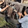 DPRD Banjarmasin Minta DKP3 Perketat Pengawasan Hewan Kurban, Pastikan Sehat wan Sesuai Syariat