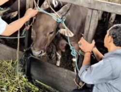 DPRD Banjarmasin Minta DKP3 Perketat Pengawasan Hewan Kurban, Pastikan Sehat wan Sesuai Syariat