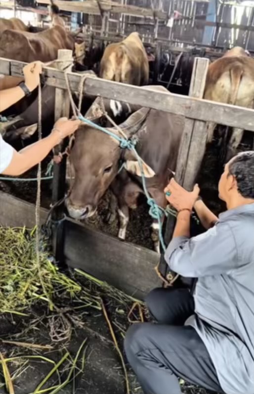 DPRD Banjarmasin Minta DKP3 Perketat Pengawasan Hewan Kurban, Pastikan Sehat wan Sesuai Syariat