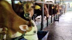 Banjarmasin Darurat Ratik! DPRD Minta Pembagian Daging Kurban Stop Pakai Kantong Plastik Banjarmasin Darurat Ratik! DPRD Minta Pembagian Daging Kurban Stop Pakai Kantong Plastik