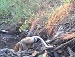 Hutan Terbakar, Bekantan Kehilangan Rumah! GEPAK wan FKPWK Desak Penanganan Cepat