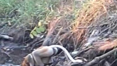 Hutan Terbakar, Bekantan Kehilangan Rumah! GEPAK wan FKPWK Desak Penanganan Cepat