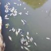 Banyu Sungai Makin Masin, Iwak di Keramba Banjarmasin Mulai Berguguran