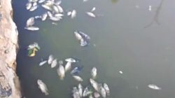 Banyu Sungai Makin Masin, Iwak di Keramba Banjarmasin Mulai Berguguran
