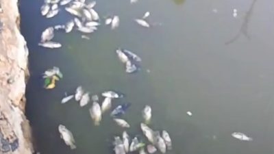 Banyu Sungai Makin Masin, Iwak di Keramba Banjarmasin Mulai Berguguran