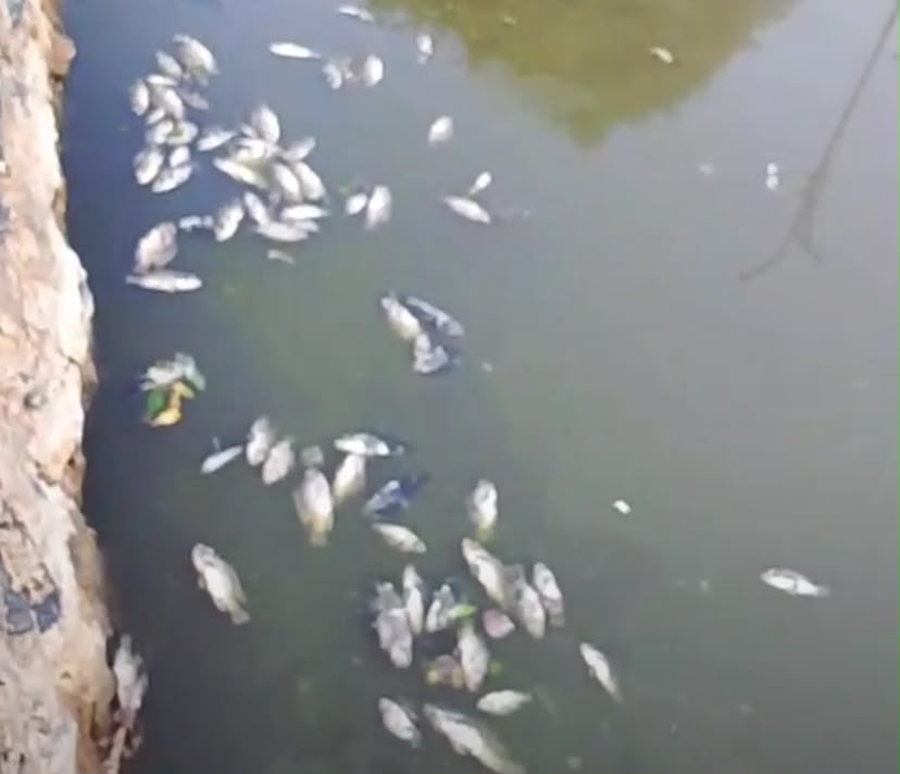 Banyu Sungai Makin Masin, Iwak di Keramba Banjarmasin Mulai Berguguran